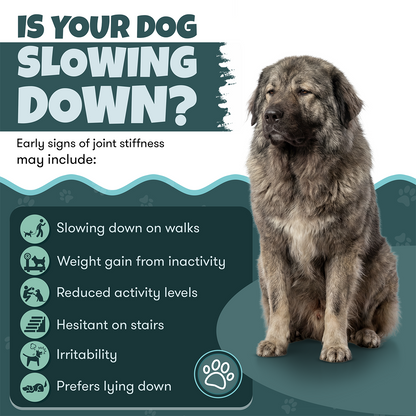 Joint Care Adult Dogs Daily Chews